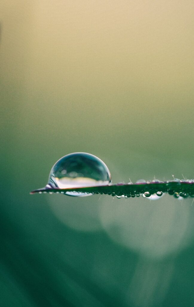 macro photography of drop of water on top of green plant